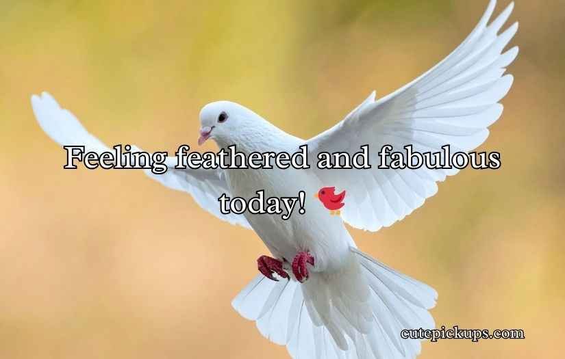 Pigeon Puns and Jokes