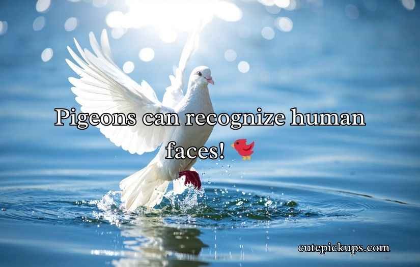 Pigeon Puns and Jokes