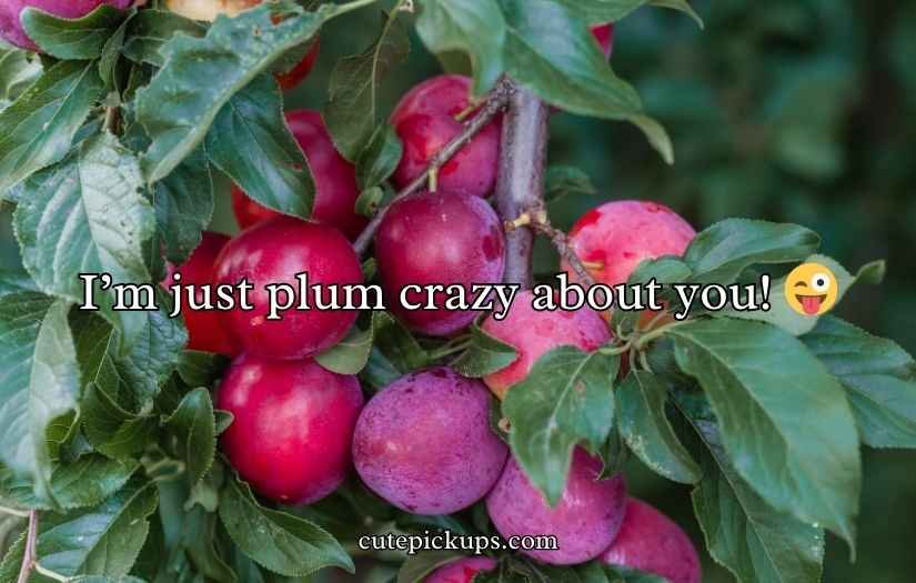Plum Puns and Jokes