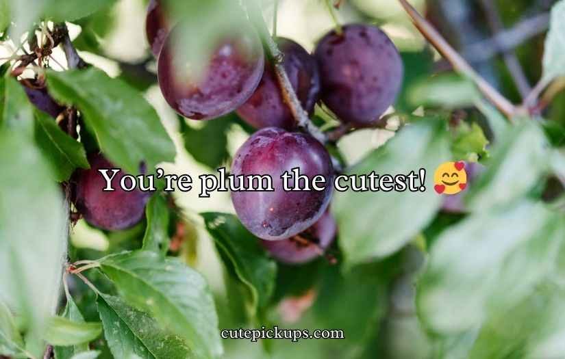 Plum Puns and Jokes