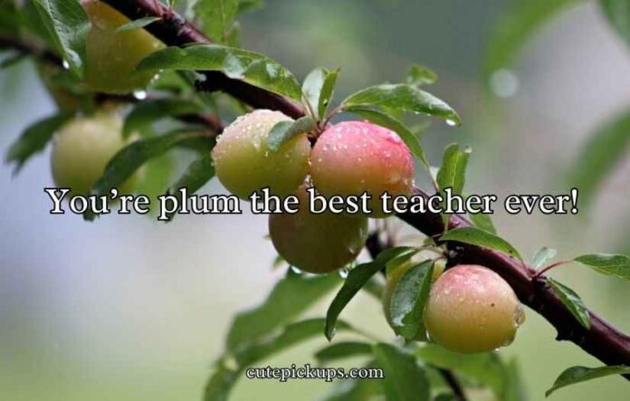 Plum Puns and Jokes