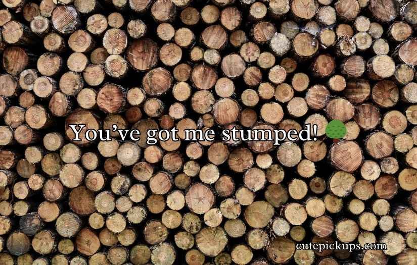 Wood Puns