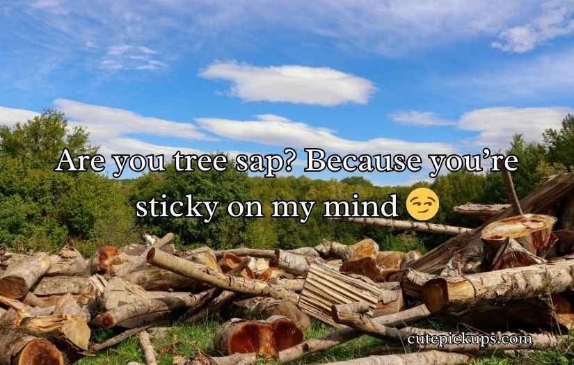 Forestry Pick Up Lines