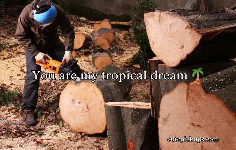 Forestry Pick Up Lines