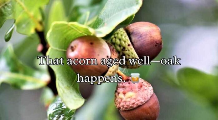 Acorn Puns Acorn Puns