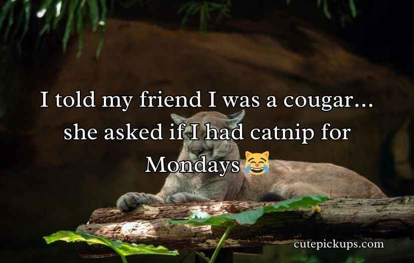 Cougar Puns