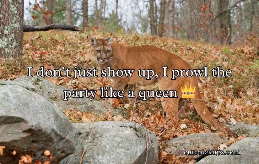 Cougar Puns