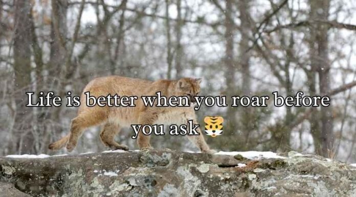 Cougar Puns Cougar Puns