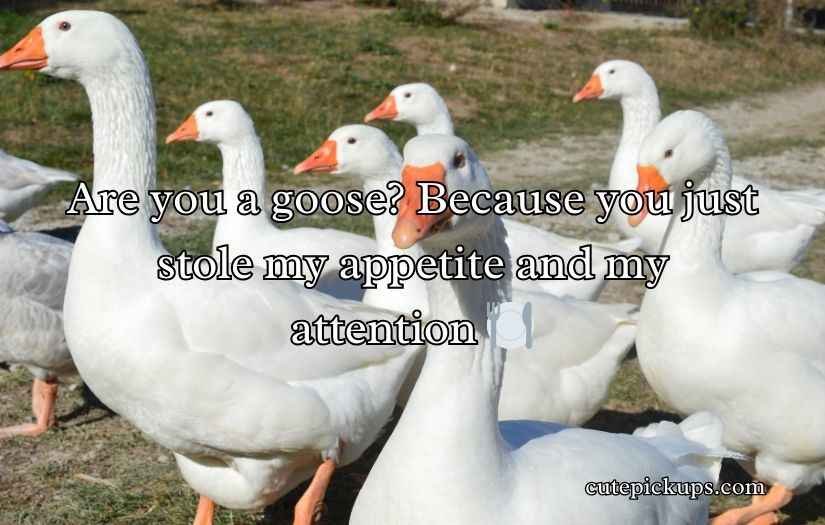 Goose Pickup Lines