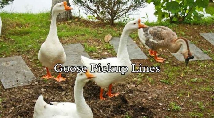Goose Pickup Lines Goose Pickup Lines