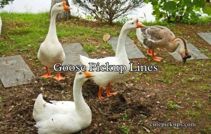 Goose Pickup Lines Goose Pickup Lines