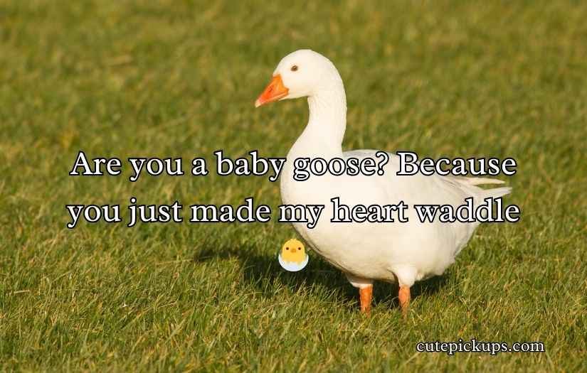 Goose Pickup Lines