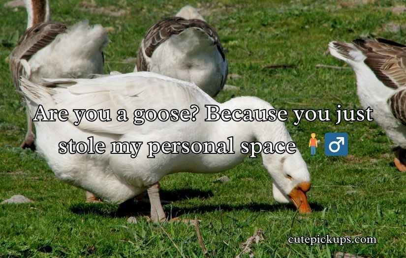 Goose Pickup Lines