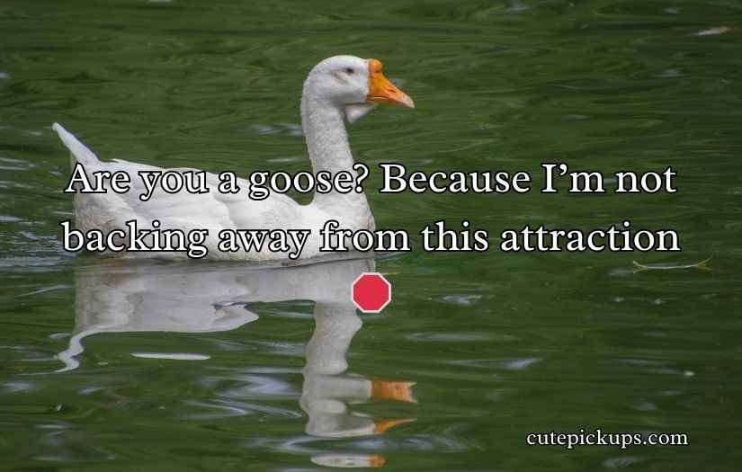 Goose Pickup Lines