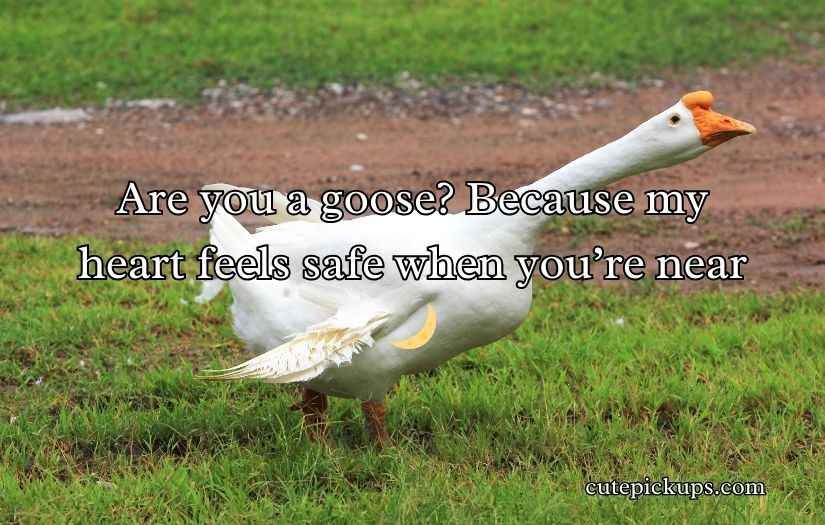 Goose Pickup Lines