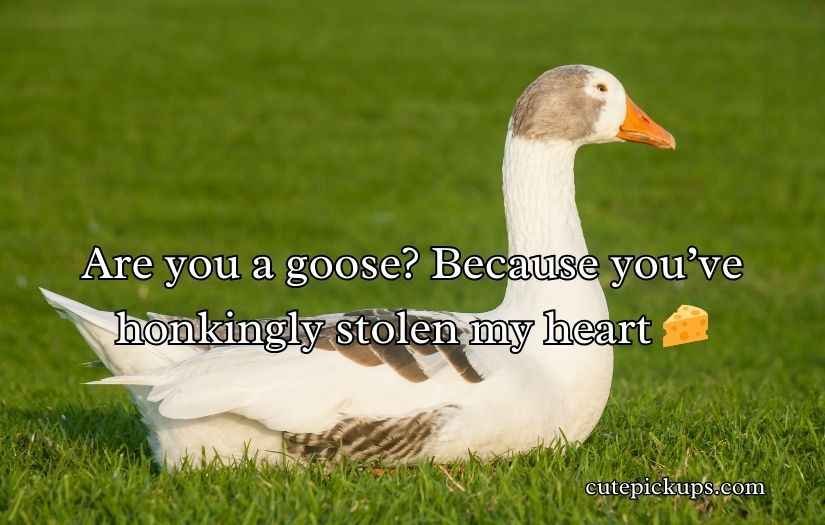 Goose Pickup Lines