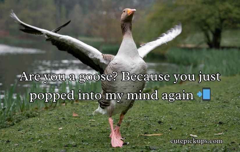 Goose Pickup Lines