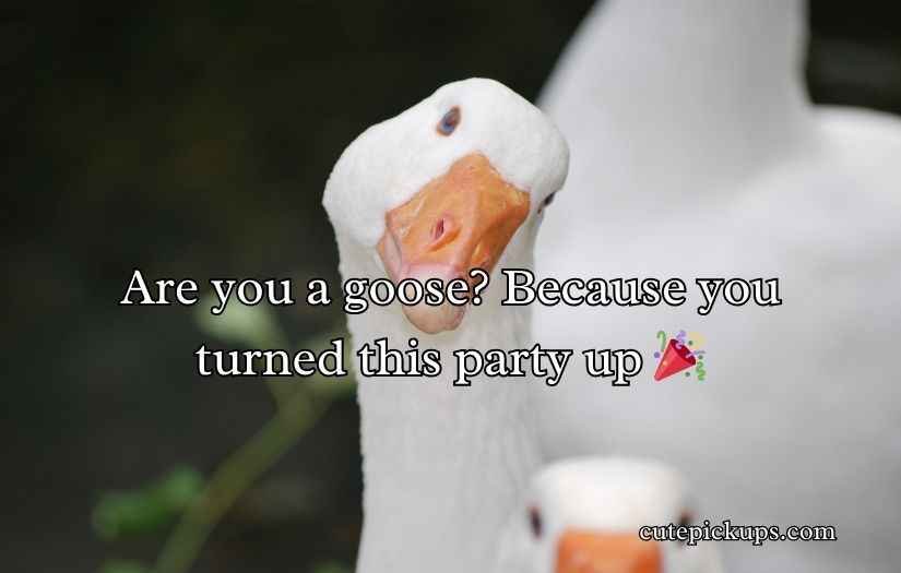 Goose Pickup Lines