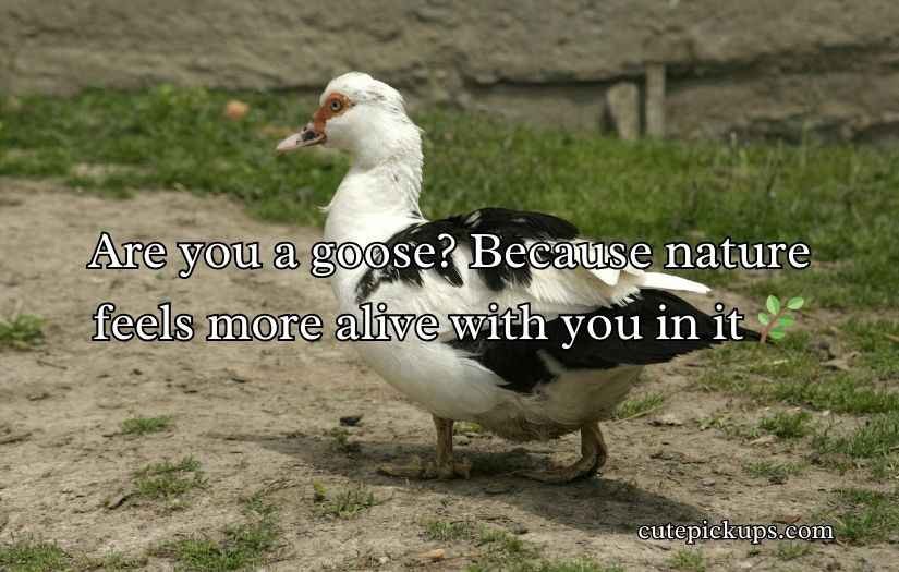 Goose Pickup Lines
