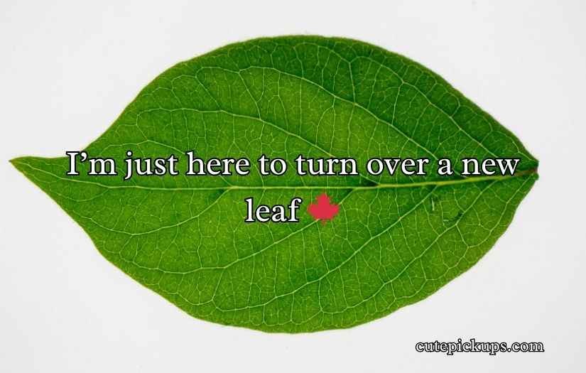 Leaf Puns