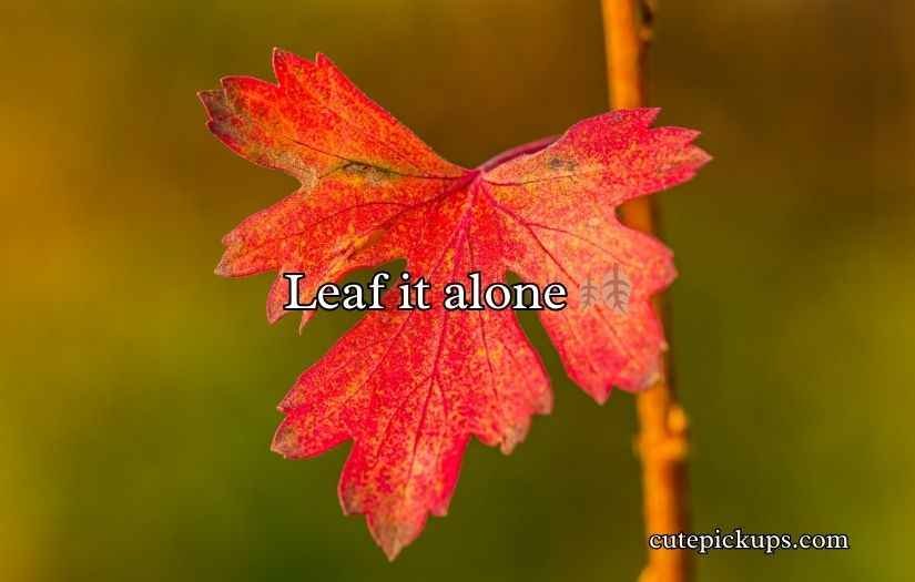 Leaf Puns