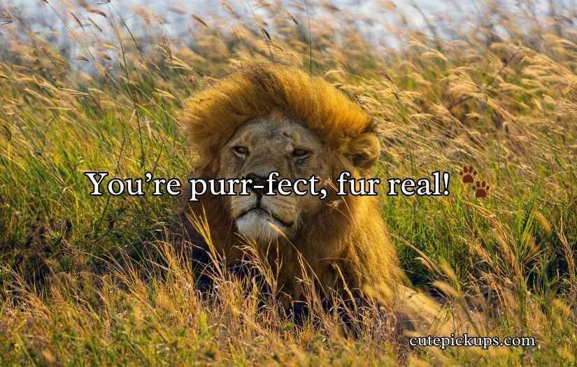 Lion Puns