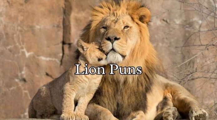 Lion Puns Lion Puns