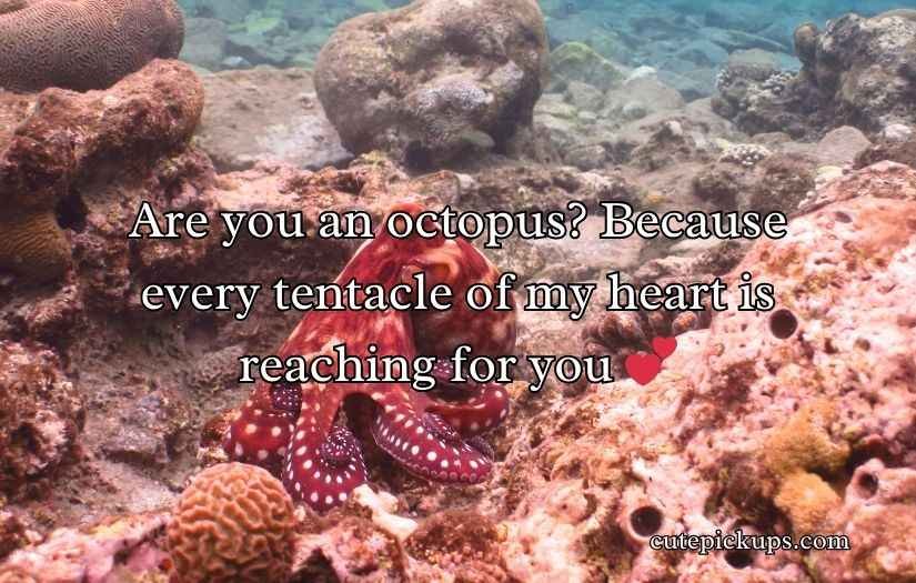 Octopus Pickup Lines
