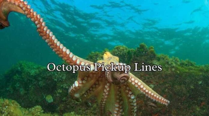 Octopus Pickup Lines Octopus Pickup Lines