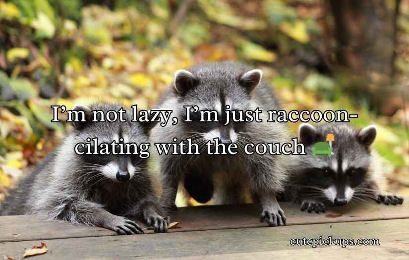 Raccoon Puns Jokes Humor