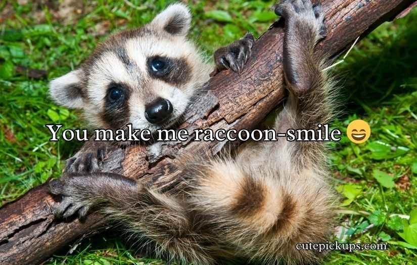 Raccoon Puns Jokes Humor
