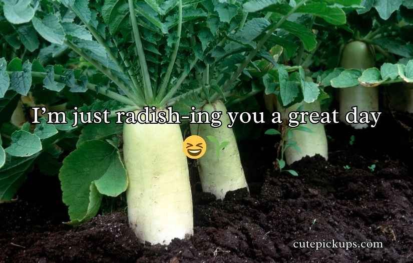 Radish Puns