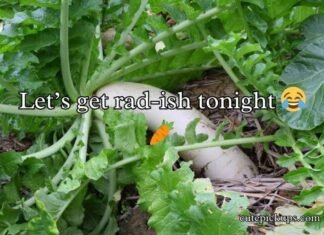 Radish Puns Radish Puns