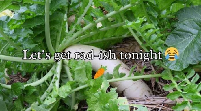 Radish Puns Radish Puns