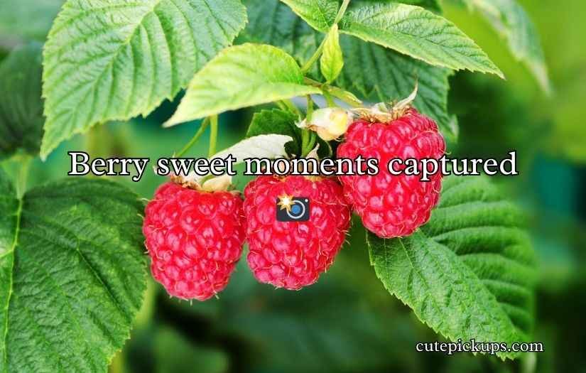 Raspberry Puns