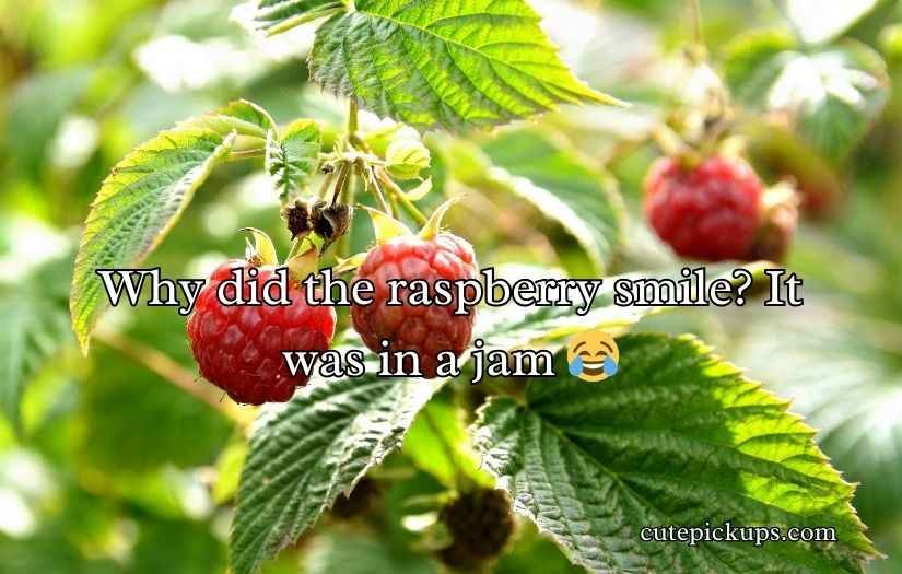 Raspberry Puns