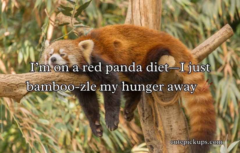 Red Panda Puns