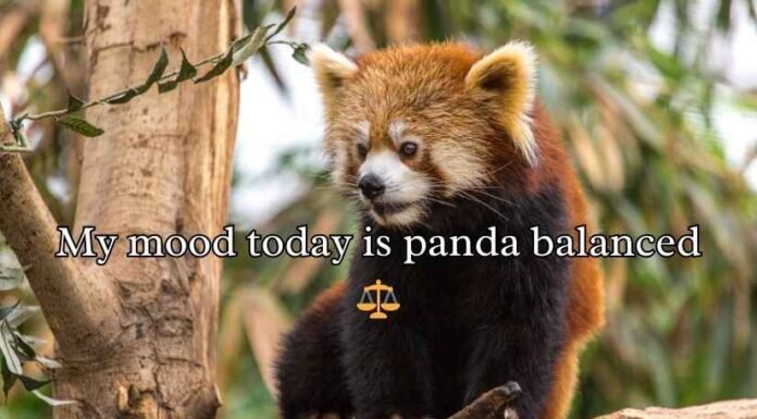 Red Panda Puns Red Panda Puns