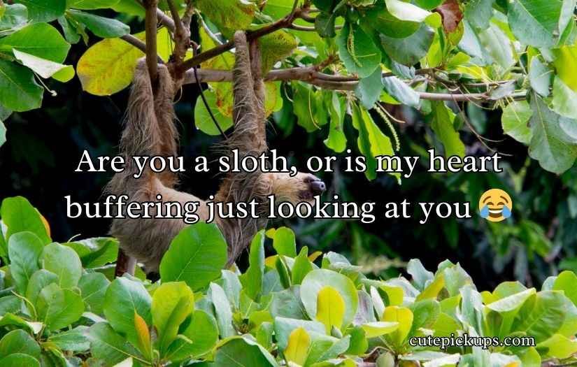 Sloth Pickup Lines