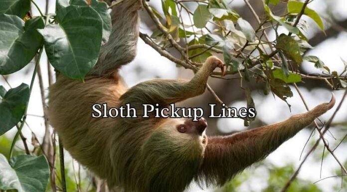 Sloth Pickup Lines Sloth Pickup Lines