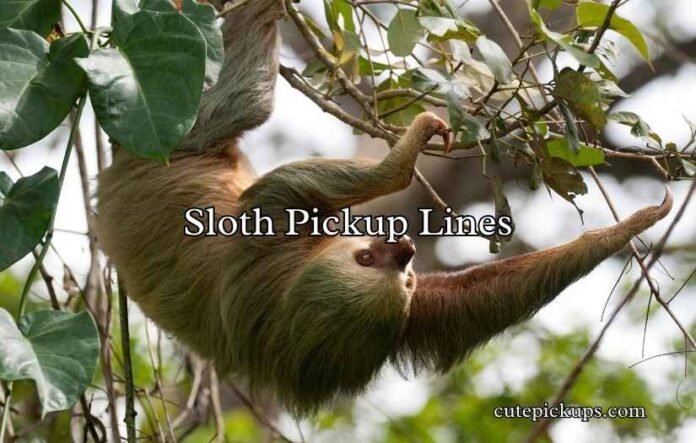 Sloth Pickup Lines