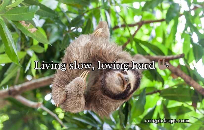 Sloth Pickup Lines