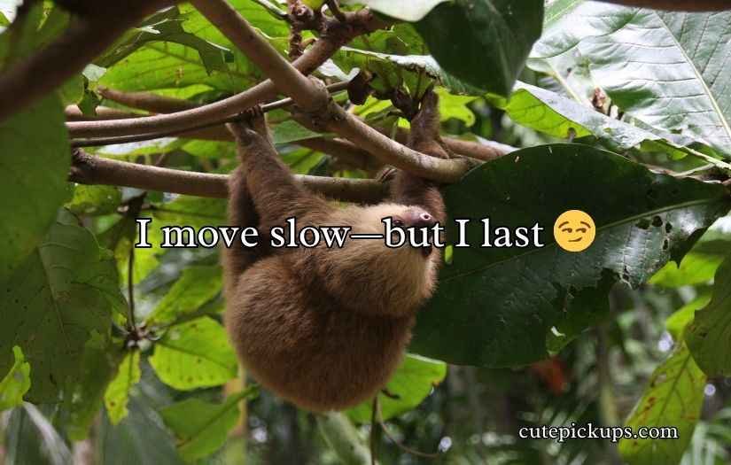 Sloth Pickup Lines