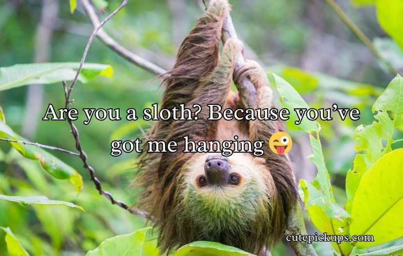 Sloth Pickup Lines