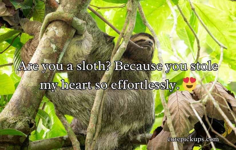 Sloth Pickup Lines