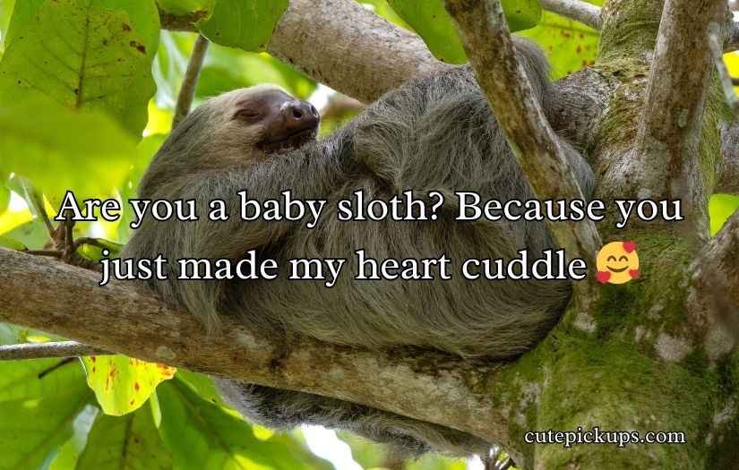 Sloth Pickup Lines
