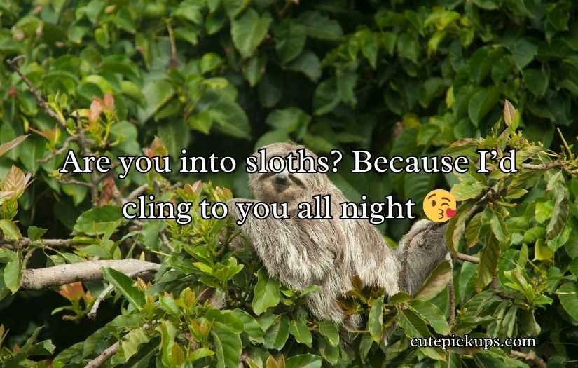 Sloth Pickup Lines