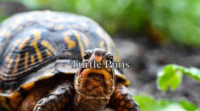 Turtle Puns Turtle Puns