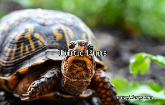 Turtle Puns Turtle Puns