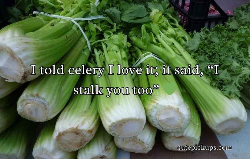 Celery Puns and Jokes